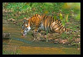 pin on tigers tigresses