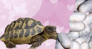 How To Incubate Tortoise Eggs | Reptile Centre
