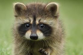 If you see raccoons on your property, do not wait, call absolut pest control. Humane Pest Removal Animal Control Aaa Wildlife Control