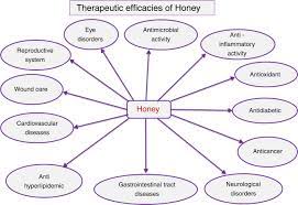 Although honey is already known to possess nutritious health benefits, still many researchers are interested to investigate the ways to process honey without affecting its beneficial properties. Scielo Brasil Biological And Therapeutic Effects Of Honey Produced By Honey Bees And Stingless Bees A Comparative Review Biological And Therapeutic Effects Of Honey Produced By Honey Bees And Stingless