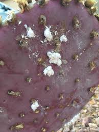The sabras cactus fruit is also known as prickly pear, cactus pear, tuna and indian fig to name a few. White Fluffy Things On Prickly Pear Cactus Whatisthisthing