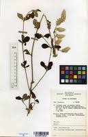 Image result for Pandiaka welwitschii