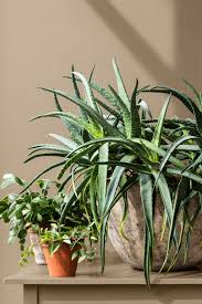 Dulux Brave Ground Is Colour Of The Year 2021 And It S Got People Talking Dulux Colour Dulux Color Of The Year