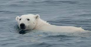 However, polar bears can also close their nostrils and hold their breath for two minutes under water, enabling them to sneak up and grab seals laying out on the edges of ice floes. Polar Bear Sets Impressive New Diving Record
