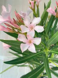 Image result for Nerium oleander