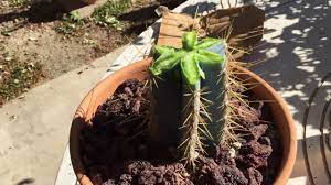 And so, now i've got this little piece that's broken off, and so, most of the time you would think that that would probably just die, but the glory of cacti is that you can just plant. How To Cut A Damaged Cactus To Get It To Produce New Growth Youtube