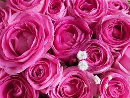 Wallpaper hd wallpaper space wallpaper desktop wallpaper find your perfect hd & 4k wallpaper from our hand crafted collection. Pink Roses Flowers 4k Decorations Wallpaper Hd Flower Wallpaper Pink Flowers Wallpaper Flower Wallpaper
