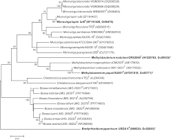 Image result for Lotononis stipulosa