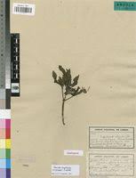 Image result for Morinda angolensis