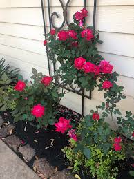 Find the perfect knockout rose stock photo. Costco Knockout Roses One Year Later Costco