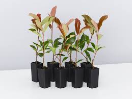 The red robin cultivar won't get as tall as it's more regularly occurring cousin, photinia x fraseri, which can grow to a 10m+ tall tree. Photinia Red Robin Plants For Sale Buy Hedge Plants Online Aus