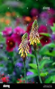 Image result for Kniphofia thomsonii