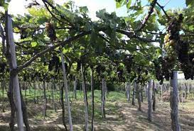 Maybe you would like to learn more about one of these? Jelajah 11 Kebun Anggur Terindah Di Dunia Bikin Betah Jiwa Dan Raga