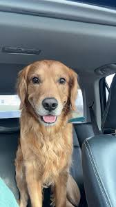 He came back home!! Thanks for all the shares! If anyone sees this lovely  Golden Retriever running around, his name is Bauer! He snapped his tieout  tonight. The collar he has on