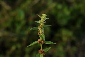 Image result for Pouzolzia parasitica