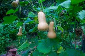 Butternut squash is a vegetable which grows well at the time of winter. How To Harvest Cure And Store Butternut Squash Kevin Lee Jacobs