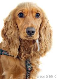 What Are Some Characteristics Of Cocker Spaniels Cocker Spaniel Spaniel Cocker Spaniel Puppies