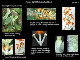 Image result for Buddleja madagascariensis