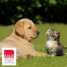 General practitioner pay this provider apply now apply now. Lewis Small Animal Hospital Veterinary Medical Center University Of Minnesota