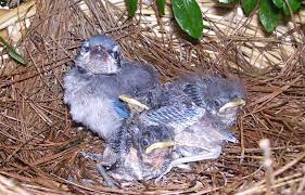 Diverse Family Bratt Mockingbird Is Raising Baby Blue Jay Northescambia Com