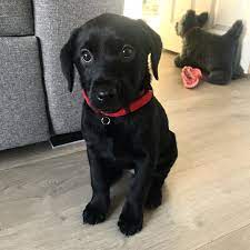 Not Kc Registered Labrador Puppies For Sale Pedigree Chocolate Labrador Puppies For Sale Nea Labrador Retriever Miniature Labrador Labrador Retriever Puppies