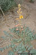 Image result for Aeschynomene glauca
