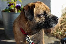 Image result for border teriér