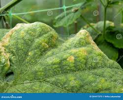 Image result for spider mites on cucumbers