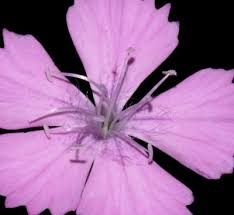 Image result for Rhaptopetalum roseum