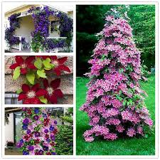 We did not find results for: Egrow 100pcs Clematis Flower Seeds Perennial Vines Climbing Clematis Plant Seed Garden Decoration