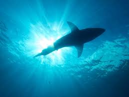 They do not start breeding until they're at least twenty years old. Fossilguy Com Great White Sharks Facts Origins And Fossil Identification