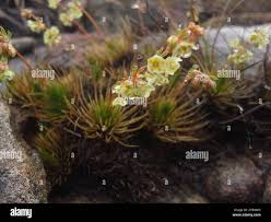 Image result for Psammotropha myriantha