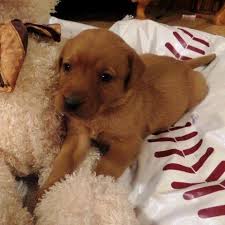 Mixed pit and lab for sale 1yrs old. Geronimo Red Lab Puppy For Sale In Indianapolis Indiana Classified Americanlisted Com