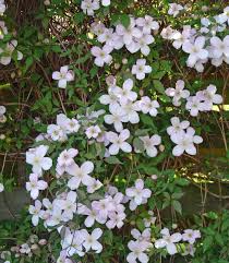 Berg Waldrebe Rubens Blutenpracht In Rosarot In 2020 Waldreben Clematis Reben