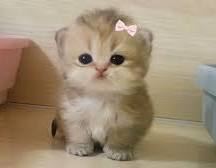 مبروكككك حبيبتي