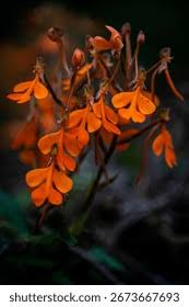 Image result for Habenaria aberrans