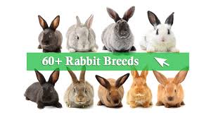 A very simple way to keep rabbits away from your garden is to place some corn cobs soaked in vinegar. 60 Pet Rabbit Breeds From A To Z With Pictures Rabbitpedia Com