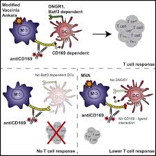 Maybe you would like to learn more about one of these? Functional Cd169 On Macrophages Mediates Interaction With Dendritic Cells For Cd8 T Cell Cross Priming Cell Reports