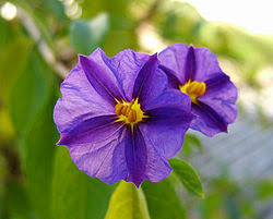 Image result for Lycianthes