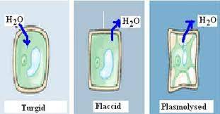 You can observe this under a microscope if you treat a plant cell to a hypertonic solution, relative to the cell, leading to a net loss of water to the outside of the. What Is Plasmolysis Qs Study