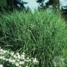 Image result for Miscanthus sinensis Zebrina