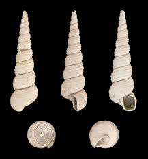 Image result for Triceratella