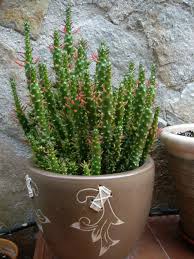 How to repot a christmas cactus. Austrocylindropuntia Subulata F Monstrosa Christmas Tree Cactus World Of Succulents Cactus Types Cacti And Succulents Types Of Succulents Plants