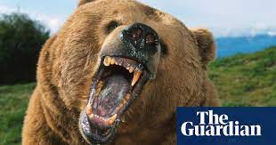 10 what are you cooking? How To Survive A Bear Encounter And What To Do If It All Goes Wrong Wildlife The Guardian