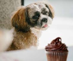 This can happen immediately or may even happen the next day. Shih Tzu Dog Ate Chocolate Common Symptoms And What To Do Next