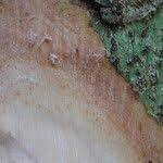 Image result for Pseudospondias microcarpa