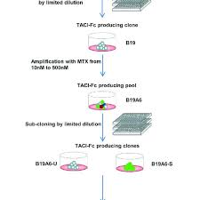 Flow Chart Of The Experimental Process Of Transfection