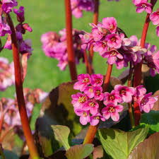 Image result for Bergia mossambicensis