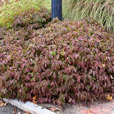 Leaves are small, obtuse shaped, crinkled, crowded and green; Kelsey Dogwood Cornus Sericea Kelseyi In Burlington Williston Vermont Plattsburgh Vermont Vt At Gardener S Supply Company