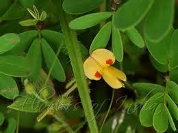 Image result for Smithia